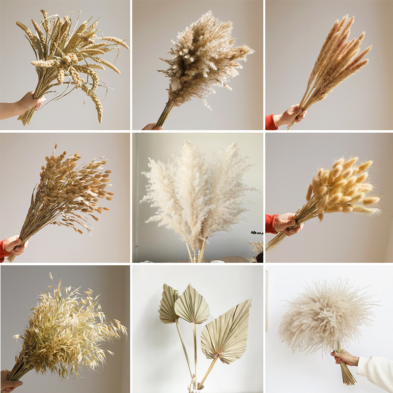 Wabi-sabi dried flowers natura - Orchid Phalaenopsis 评论和价格