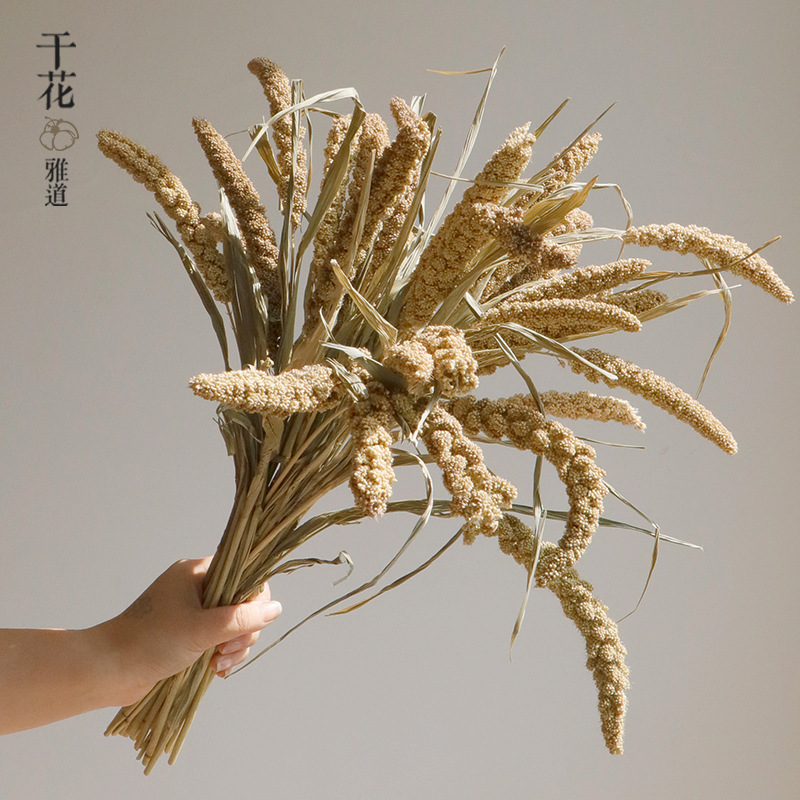Wabi-sabi dried flowers natura - Orchid Phalaenopsis 评论和价格