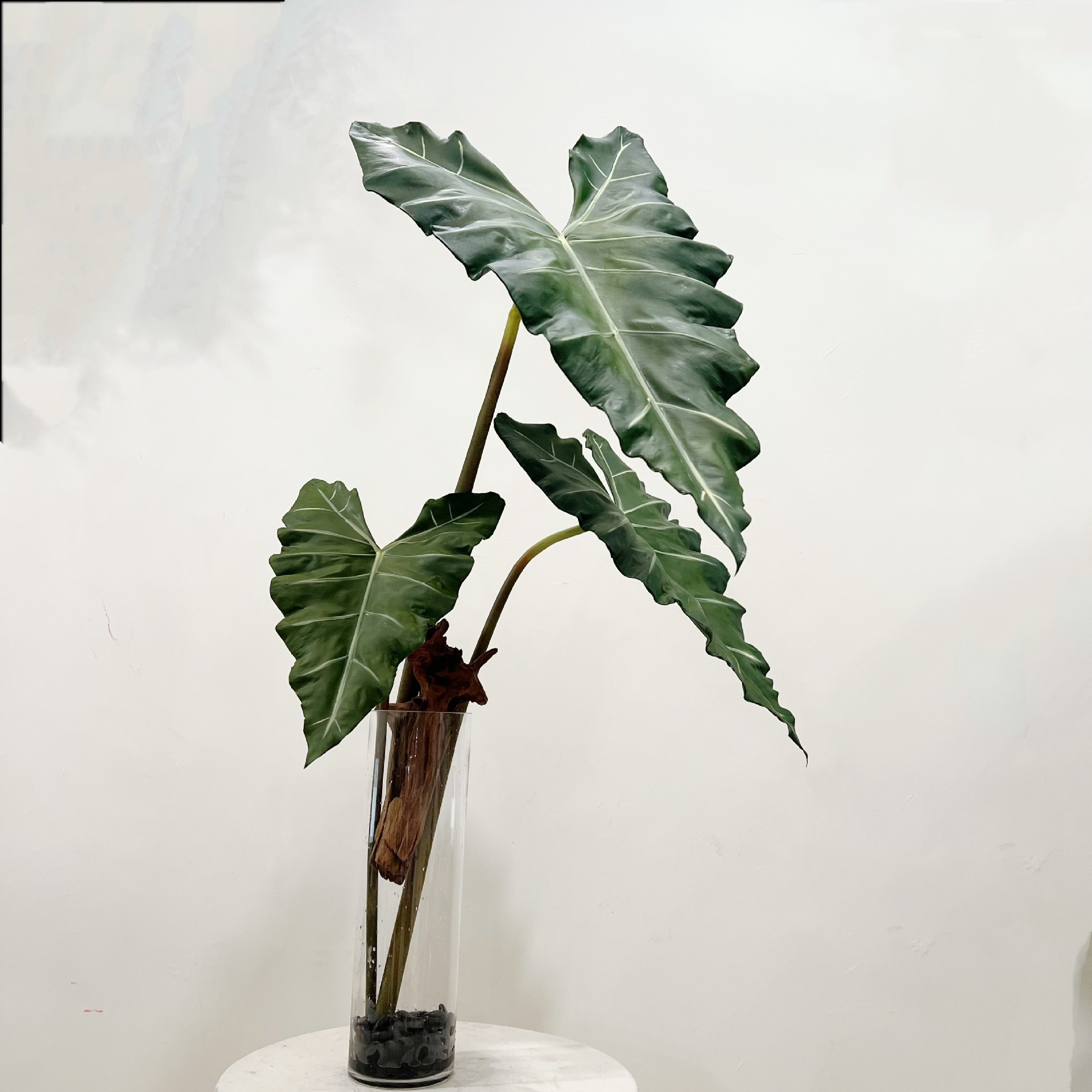 Simulated Long PU Hand-feel Gr - String Of Pearls Plant 评论和价格